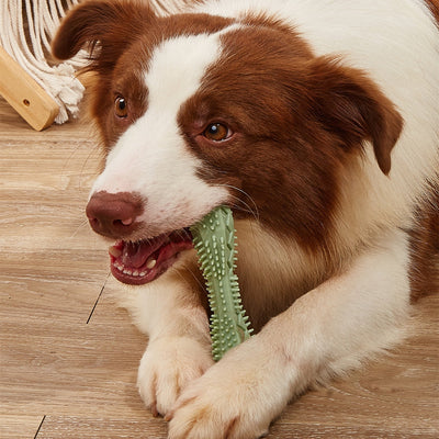 Dog playing with Super Tough Chew Toy, designed to reduce plaque and freshen breath.