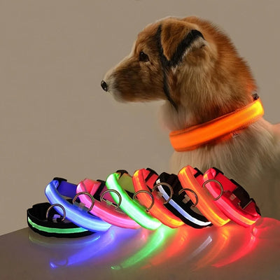 Glow-in-the-dark dog leash with bright LED collars for pet safety at night.